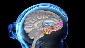 Le circuit de la récompense